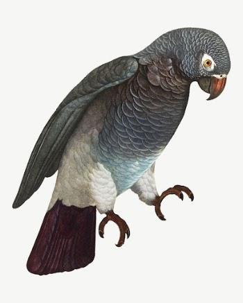 Grey parrot bird, vintage animal | Free PSD Illustration - rawpixel