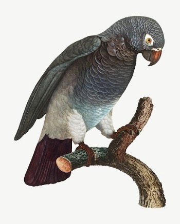 Grey parrot bird, vintage animal | Free PSD Illustration - rawpixel