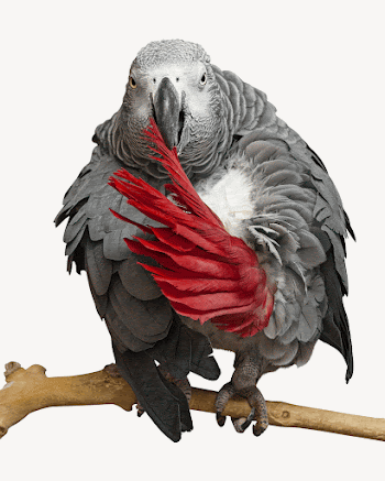 Grey parrot collage element, isolated | Free Photo - rawpixel