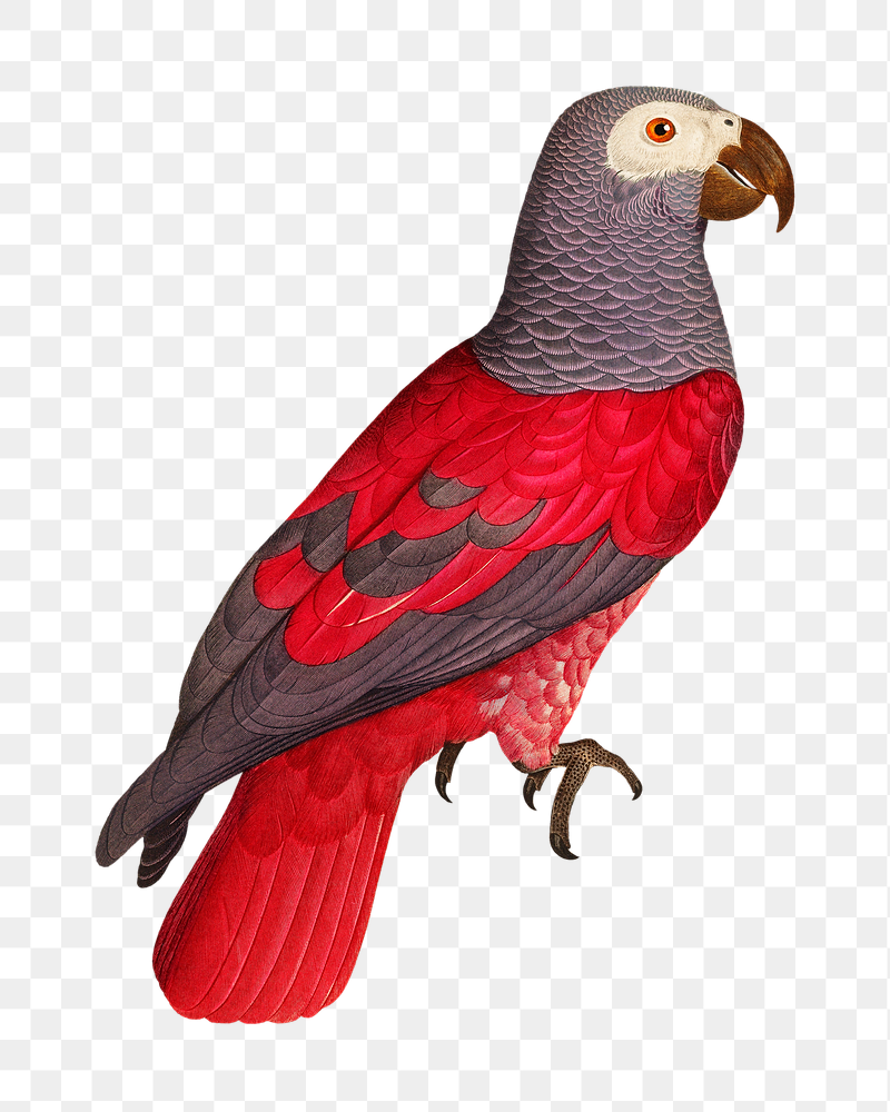 Grey parrot png bird sticker, | Free PNG Illustration - rawpixel
