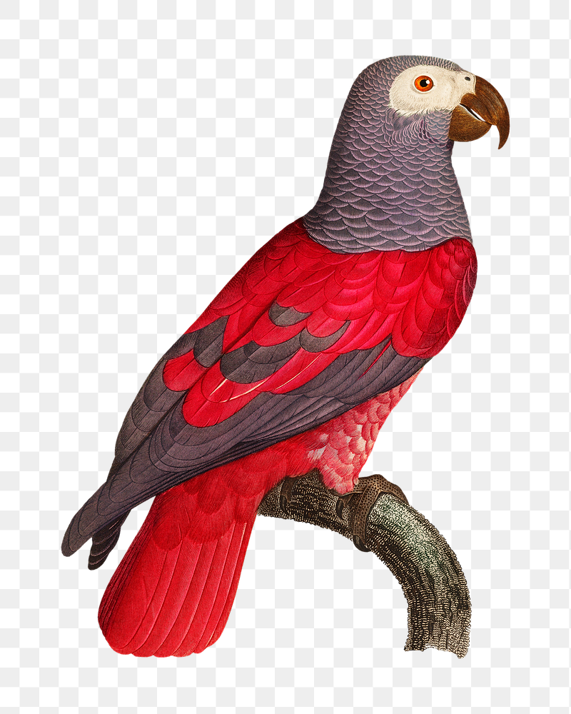 Grey parrot png bird sticker, | Free PNG Illustration - rawpixel