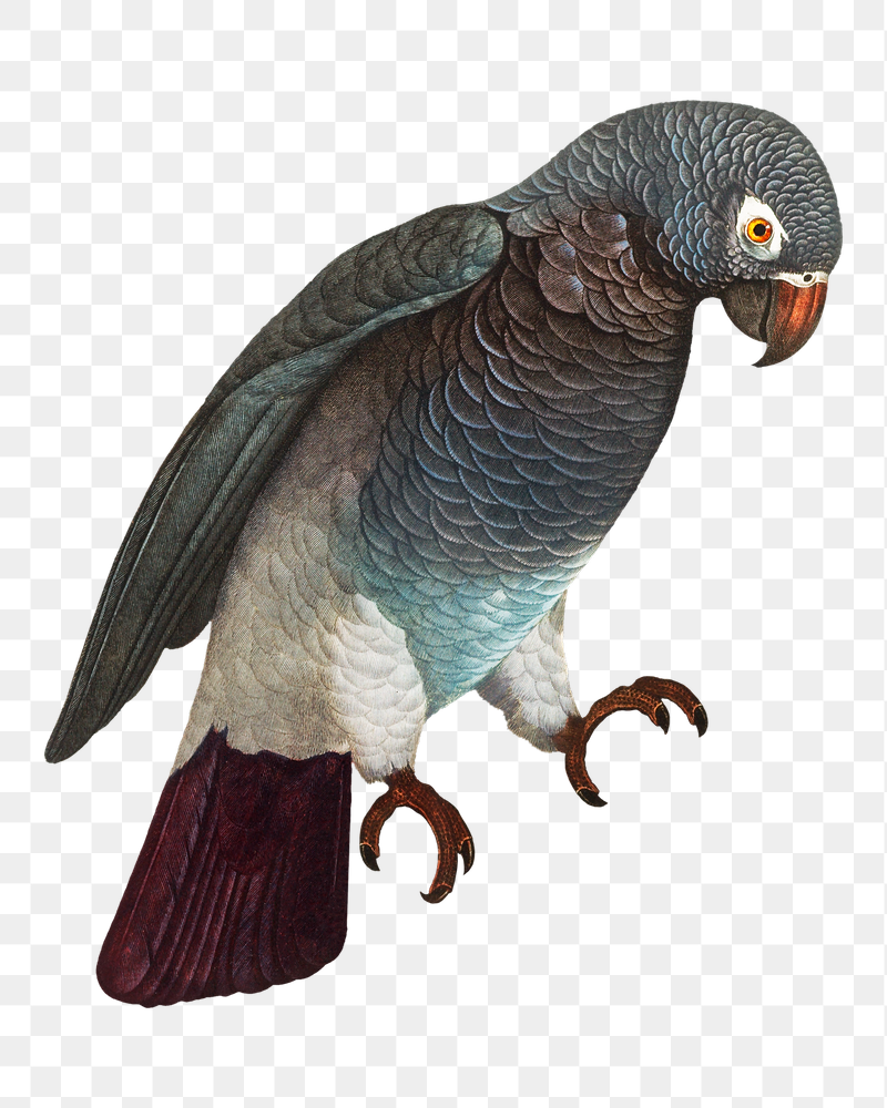 Grey parrot png bird sticker, | Free PNG Illustration - rawpixel