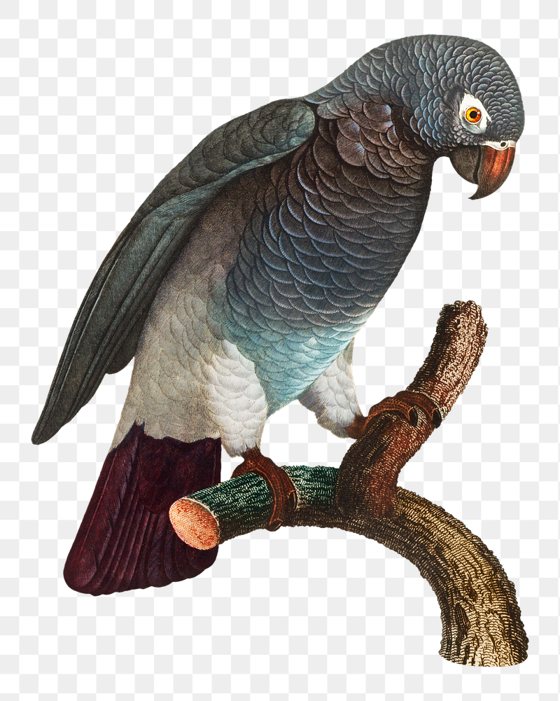 Grey parrot png bird sticker, | Free PNG Illustration - rawpixel