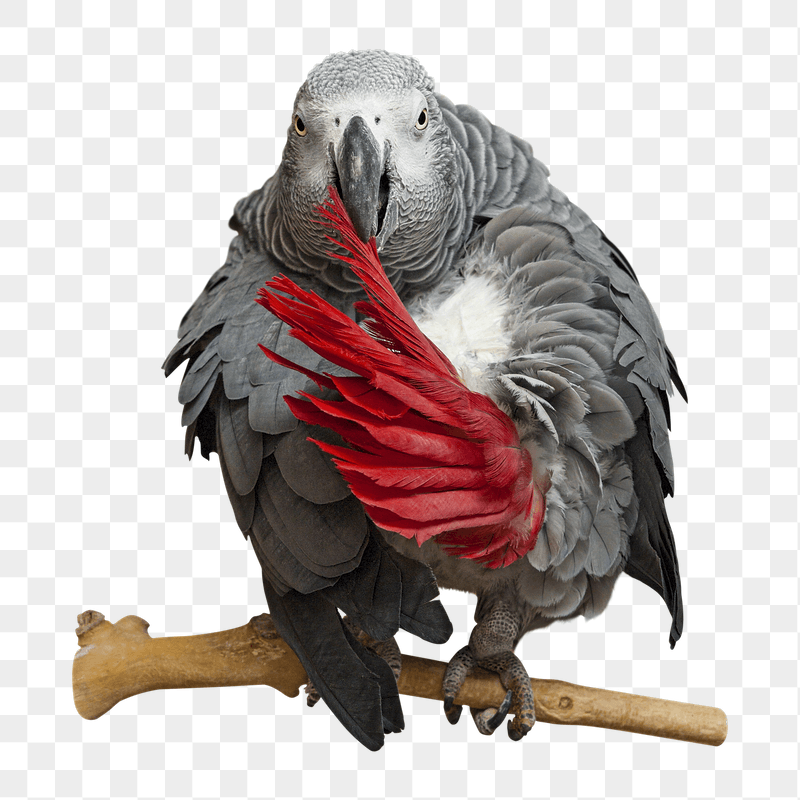 Grey parrot png sticker, transparent | Free PNG - rawpixel