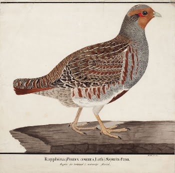 Grey partridge, 1824, Magnus Von | Free Photo - rawpixel