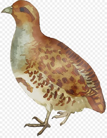 Grey partridge Clip art Bird Openclipart -  