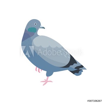 Grey pigeon flat vector illustration