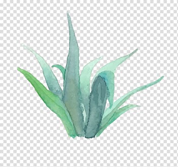 Grey plant drawing, Crystal Chanel Real Estate Estate agent grapher House, watercolor succulent transparent background PNG clipart