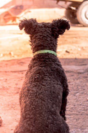 Grey Pumi Dog Closeup Photography