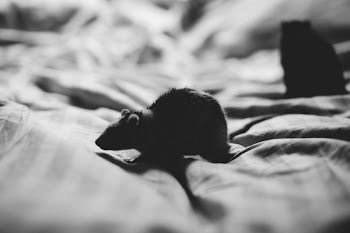 Grey Scale Photo of Mouse in Textile