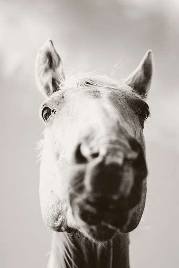 Grey Scale Photography of Horse's Face