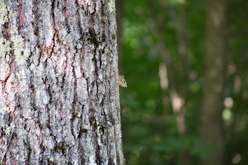 Grey Squirrel on the Tree during Daytime