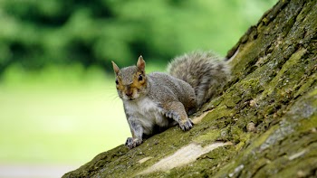 Grey Squirrel on Wooden Trunk during Daytime