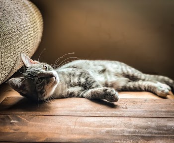 Grey Tabby Cat Lying on Wooden Surface