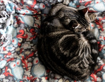 Grey Tabby Cat on Multicolored Textile