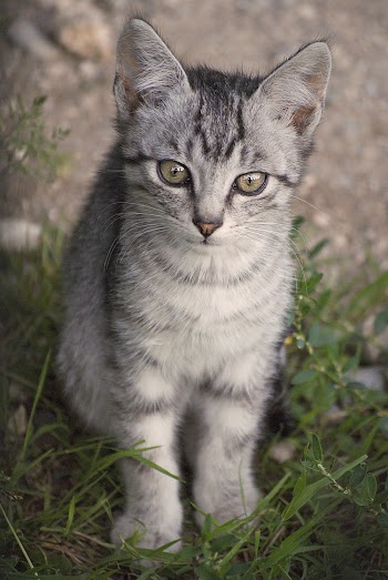 Grey Tabby Kitten Sitting on Grass