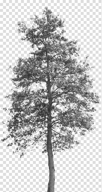 Grey, Tree, Pixel, transparent png image & clipart free download