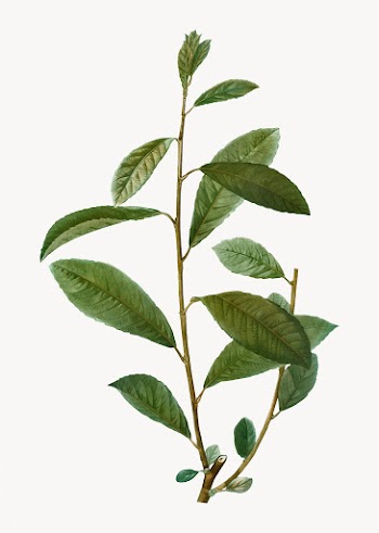 Grey willow branch | Free stock vector - 568196