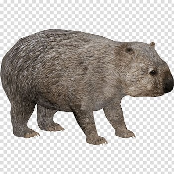 Grey wombat animal, Common Wombat transparent background PNG clipart