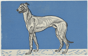 Greyhound (1912) print in high | Free Photo - rawpixel