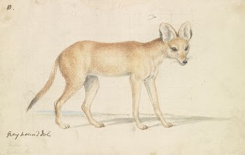 Greyhound Dhole by Charles Hamilton | Free Photo - rawpixel