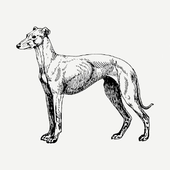 Greyhound dog drawing, vintage animal | Free PSD - rawpixel