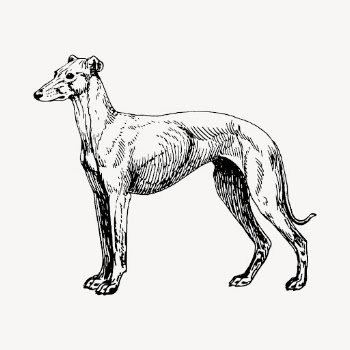 Greyhound dog drawing, vintage animal | Free Vector - rawpixel