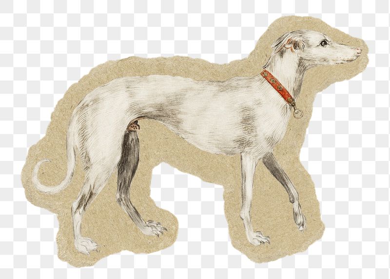 Greyhound dog png sticker, ripped | Free PNG Illustration - rawpixel