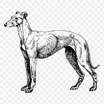 Greyhound dog png sticker, vintage | Free PNG - rawpixel