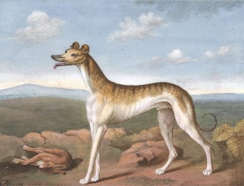 Greyhound: Facing Left, with a Dead | Free Photo - rawpixel