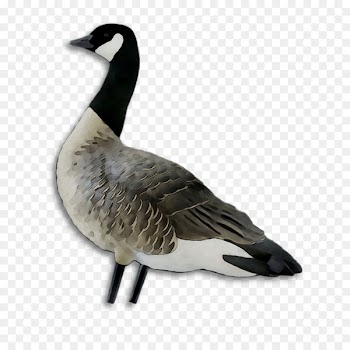 Greylag goose Duck Bird Canada -  