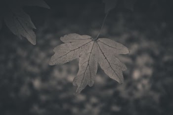          Greyscale Autumn Leaf Free Photo     