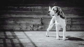 Greyscale Photgraphy of Beagle