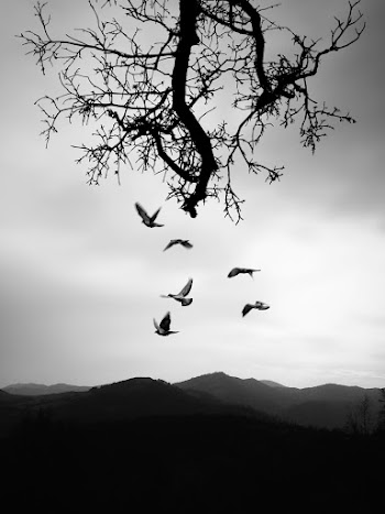 Greyscale Photo of Birds