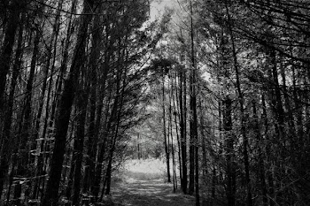 Greyscale Photo of Forest Pathway