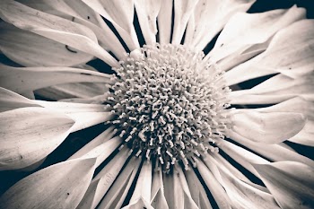 Greyscale Photo of Spoon Daisy