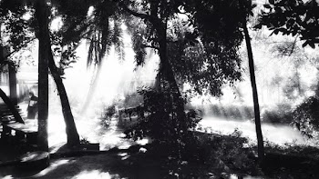 Greyscale Photo Of Trees
