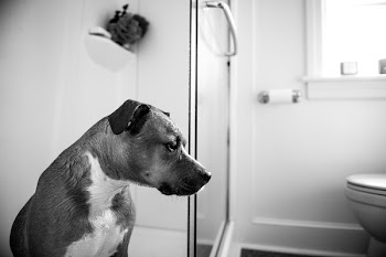 Greyscale Photography of American Pit Bull Terrier Near the Bathroom Toilet Bowl