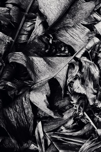 Greyscale Photography of Banana Leaves
