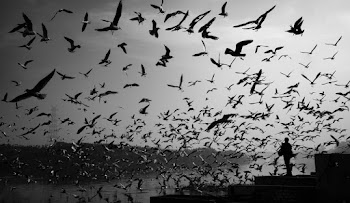 Greyscale Photography of Birds