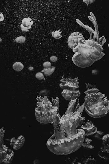 greyscale photography of jellyfish