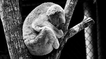 Greyscale Photography of Koala in Between Tree Trunks