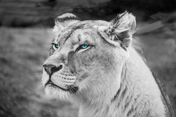 Greyscale Photography of Lioness