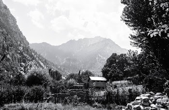 Greyscale Photography of Trees Beside Hut