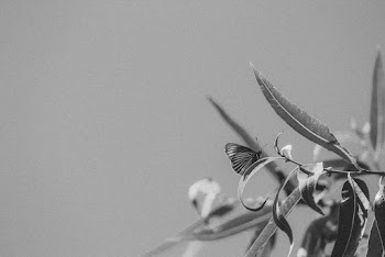 Greyscale Photography or a Butterfly in a Leaf Close-up Photography