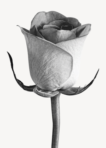 Greyscale rose, isolated botanical image | Free PSD - rawpixel