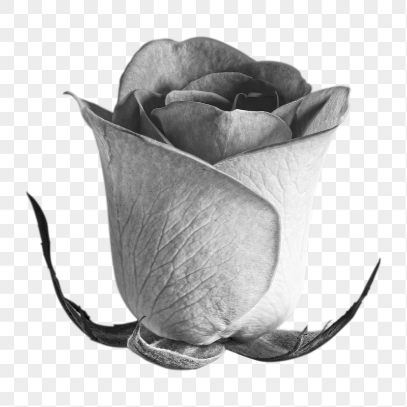 Greyscale rose png sticker, transparent | Free PNG - rawpixel