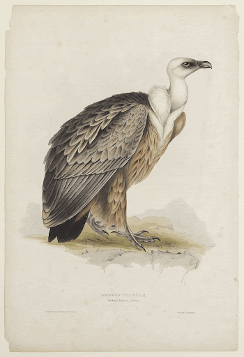 Griffon Vulture (ca. 1850) print | Free Photo - rawpixel