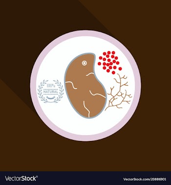 Grilled meat steak herb on white dish in flat vector image