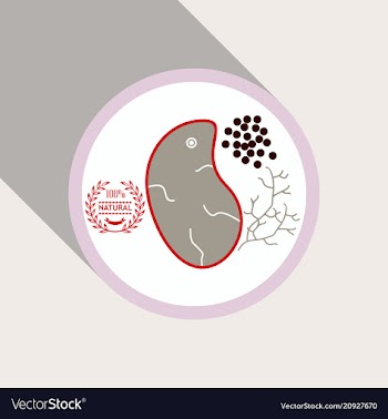 Grilled meat steak herb on white dish in flat vector image
